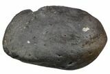 Large, Fossil Whale Ear Bone - Miocene #130246-1